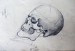 Studie lebky II