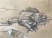 Leguan 1