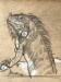 Leguan 2